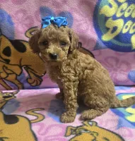 Tinker bell , a female Miniature Goldendoodle for sale in Rockford, IL – 2 of 9