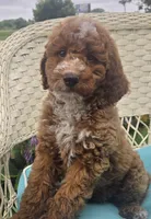 Starbucks f1b, a male Miniature Goldendoodle for sale in Rockford, IL – 8 of 10