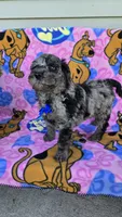 Chance, a male Miniature Goldendoodle for sale in Rockford, IL – 4 of 7