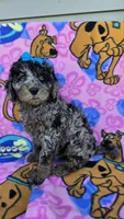 Skylark  mini , a female Miniature Goldendoodle for sale in Rockford, IL – 7 of 10
