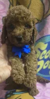 Wrigley micro mini , a male Miniature Goldendoodle for sale in Rockford, IL – 3 of 9