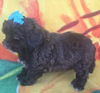 Shadow , a female Shihpoo for sale in Rockford, IL – 2 of 9