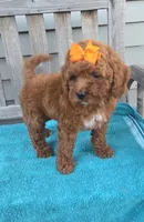 Autumn f1b mini, a female Miniature Goldendoodle for sale in Rockford, IL – 2 of 9