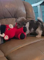 Sidney , a female Shorkie for sale in Rockford, IL – Photo 3 of 6