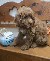 Teddy Bear , a male Poodle - Miniature  and Miniature Goldendoodle for sale in Rockford, IL – 4 of 10