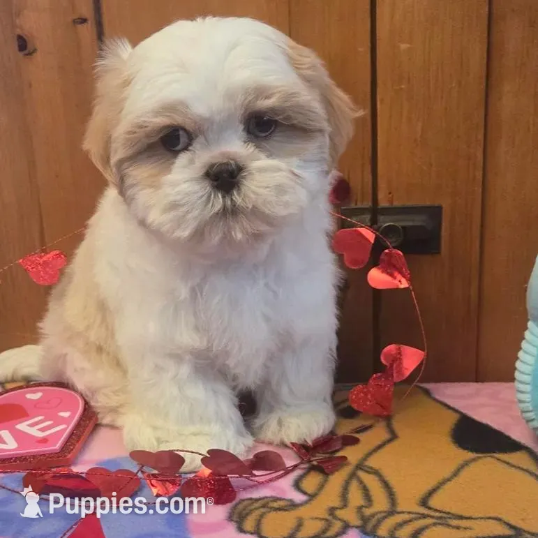 Gizmo , a male Bichon Frise and Shih Tzu for sale in Rockford, IL – Photo 6 of 8