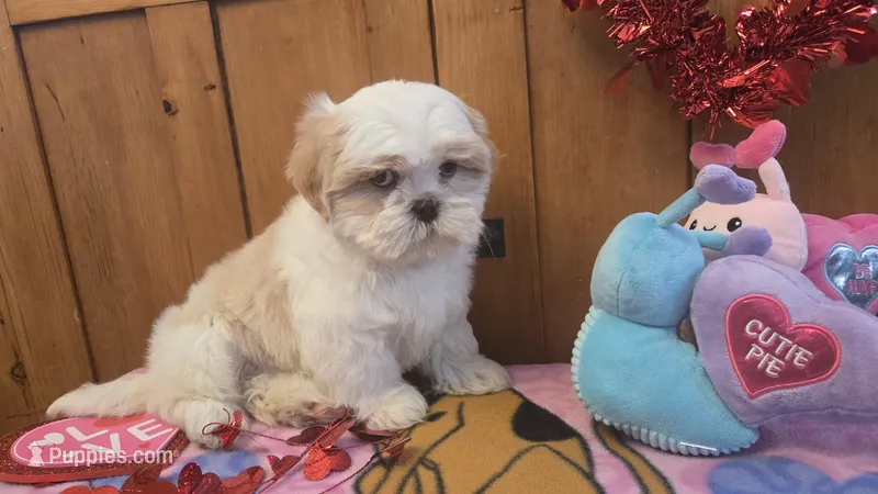 Gizmo  – Bichon Frise, Shih Tzu puppy for sale in Rockford, IL