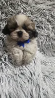 Romeo , a male Shih Tzu for sale in Rockford, IL – 6 of 9