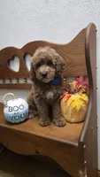 Teddy Bear , a male Poodle - Miniature  and Miniature Goldendoodle for sale in Rockford, IL – 8 of 10