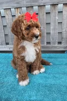 Petunia f1b mini, a female Miniature Goldendoodle for sale in Rockford, IL – 2 of 7