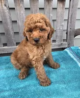 Murphy f1b, a male Miniature Goldendoodle for sale in Rockford, IL – 5 of 8