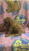 Starbucks micro mini, a male Miniature Goldendoodle for sale in Rockford, IL – 8 of 8