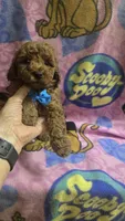 Starbucks micro mini, a male Miniature Goldendoodle for sale in Rockford, IL – 7 of 8