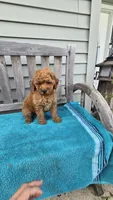 Murphy f1b, a male Miniature Goldendoodle for sale in Rockford, IL – 7 of 8