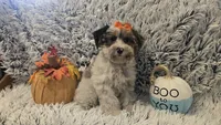 Molly, a female Poodle - Toy  for sale in Rockford, IL – 3 of 9