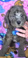 Bo jangles, a male Miniature Goldendoodle for sale in Rockford, IL – 3 of 10