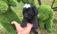 Sidney  Akc , a female Poodle - Toy  for sale in Rockford, IL – 3 of 10