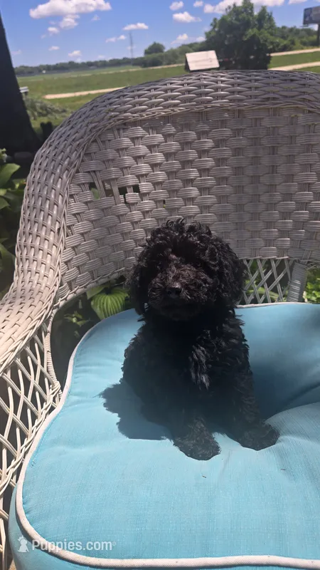 Sidney  Akc  – Poodle - Toy  puppy for sale in Rockford, IL