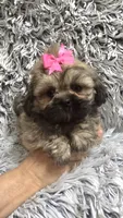 Jewel, a female Shih Tzu for sale in Rockford, IL – 4 of 8