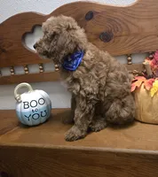 Teddy Bear , a male Poodle - Miniature  and Miniature Goldendoodle for sale in Rockford, IL – 3 of 10