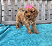 Rosie f1b mini, a female Miniature Goldendoodle for sale in Rockford, IL – 7 of 8