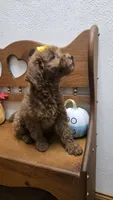 Autumn f1b mini, a female Miniature Goldendoodle for sale in Rockford, IL – 2 of 10
