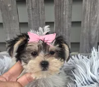 Lily , a female Morkie for sale in Rockford, IL – 2 of 4