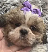 Violet , a female Shih Tzu for sale in Rockford, IL – 1 of 9