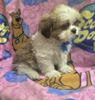Milo, a male Shih Tzu for sale in Rockford, IL – 3 of 10