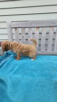 Rosie f1b mini, a female Miniature Goldendoodle for sale in Rockford, IL – 8 of 8