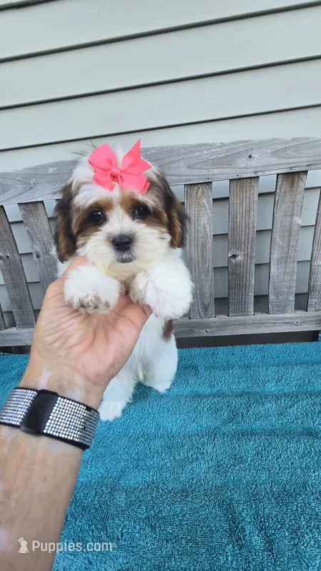 Ruby  – Mal Shi puppy for sale in Rockford, IL