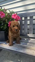 Ruby f1b mini, a female Miniature Goldendoodle for sale in Rockford, IL – 2 of 5