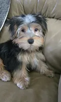 Parker, a male Yorkshire Terrier for sale in Rockford, IL – 8 of 10