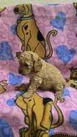 Sunny , a male Miniature Goldendoodle for sale in Rockford, IL – Photo 4 of 8