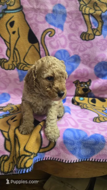 Sunny  – Miniature Goldendoodle puppy for sale in Rockford, IL