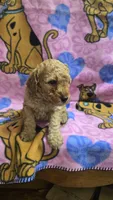 Sunny , a male Miniature Goldendoodle for sale in Rockford, IL – Photo 1 of 8