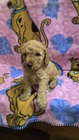 Sunny , a male Miniature Goldendoodle for sale in Rockford, IL – Photo 5 of 8