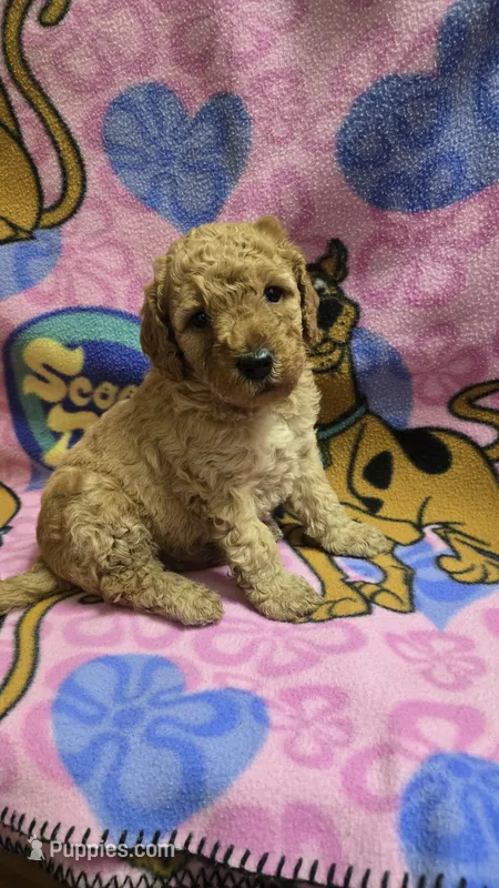 Sunny  – Miniature Goldendoodle puppy for sale in Rockford, IL