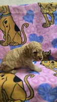 Sunny , a male Miniature Goldendoodle for sale in Rockford, IL – Photo 7 of 8