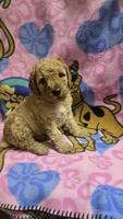 Sunny , a male Miniature Goldendoodle for sale in Rockford, IL – Photo 8 of 8