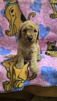 Sunny , a male Miniature Goldendoodle for sale in Rockford, IL – Photo 3 of 8