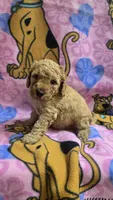 Sunny , a male Miniature Goldendoodle for sale in Rockford, IL – Photo 2 of 8