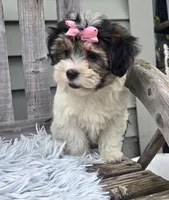 Daisy, a female Morkie for sale in Rockford, IL – 4 of 8