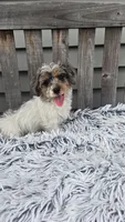Max, a male Yorkipoo for sale in Rockford, IL – 9 of 9