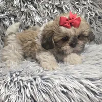 Rosie , a female Shih Tzu for sale in Rockford, IL – 5 of 9