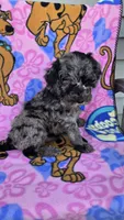 Chance, a male Miniature Goldendoodle for sale in Rockford, IL – 5 of 7