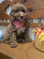 Christian f1b mini, a male Miniature Goldendoodle for sale in Rockford, IL – 4 of 10
