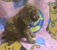 Wrigley micro mini , a male Miniature Goldendoodle for sale in Rockford, IL – 8 of 9
