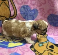 Precious , a female Shih Tzu for sale in Rockford, IL – Photo 6 of 10