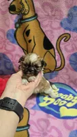 Precious , a female Shih Tzu for sale in Rockford, IL – Photo 10 of 10